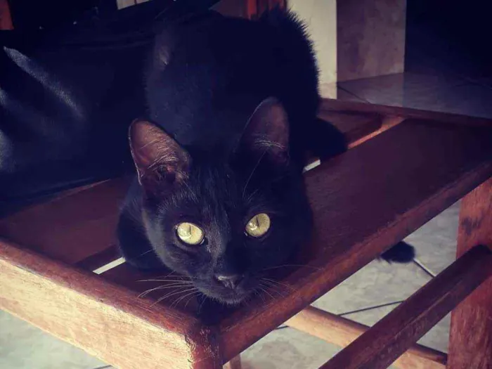 Gato ra a Indefenida idade 7 a 11 meses nome Kitana