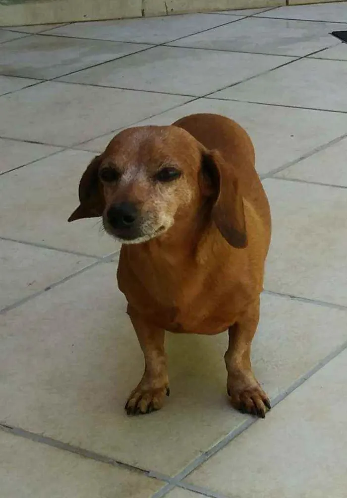 Cachorro ra a Dachshund - salsicha idade 5 anos nome Bolt e Scooby