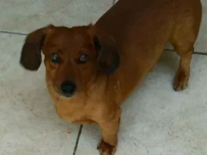 Cachorro raça Dachshund - salsicha idade 5 anos nome Bolt e Scooby