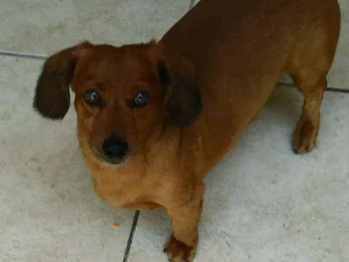 Cachorro ra a Dachshund - salsicha idade 5 anos nome Bolt e Scooby