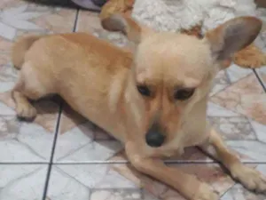 Cachorro raça Srd idade 1 ano nome Lobinha