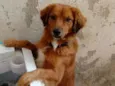 Flap