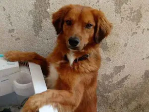 Cachorro raça Viralata idade 4 anos nome Flap