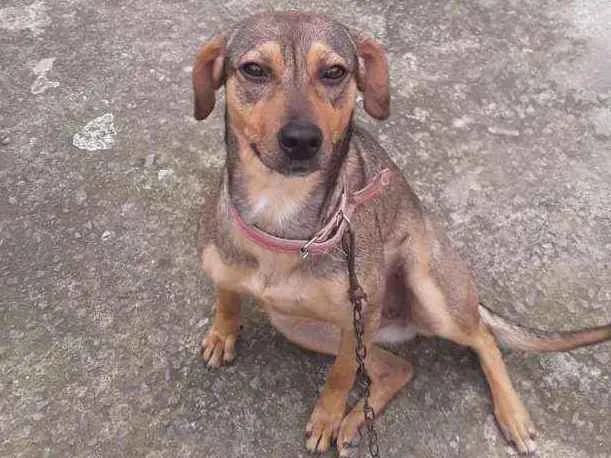 Cachorro ra a vira lata idade 2 anos nome Betovinha