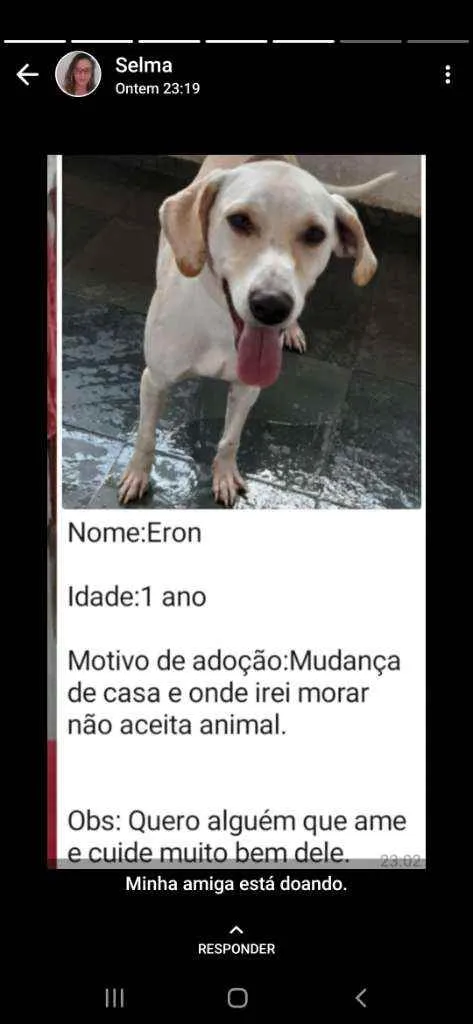 Cachorro ra a Labrador  idade 1 ano nome Eron