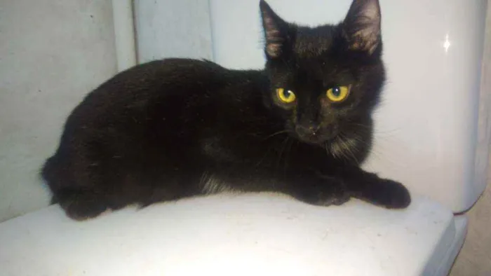 Gato ra a Srd idade 2 a 6 meses nome Zyon