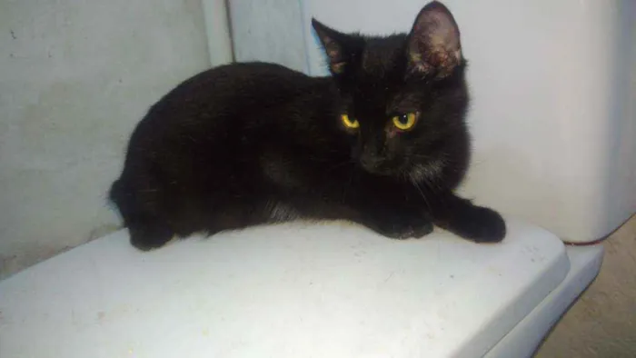 Gato ra a Srd idade 2 a 6 meses nome Zyon