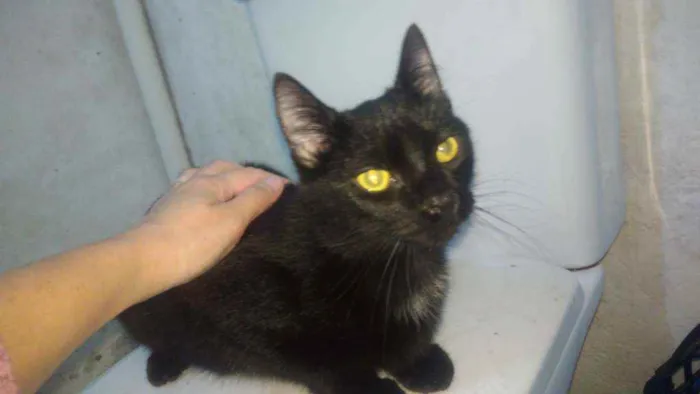 Gato ra a Srd idade 2 a 6 meses nome Zyon