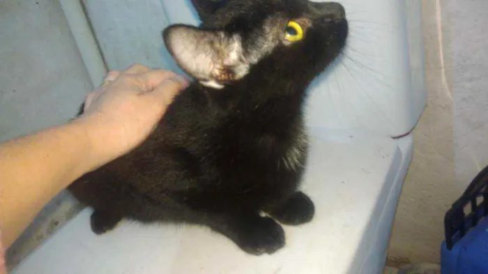 Gato ra a Srd idade 2 a 6 meses nome Zyon