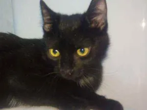 Gato raça Srd idade 2 a 6 meses nome Zyon