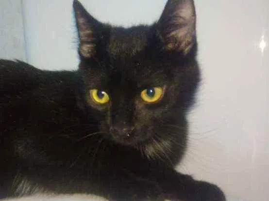Gato ra a Srd idade 2 a 6 meses nome Zyon