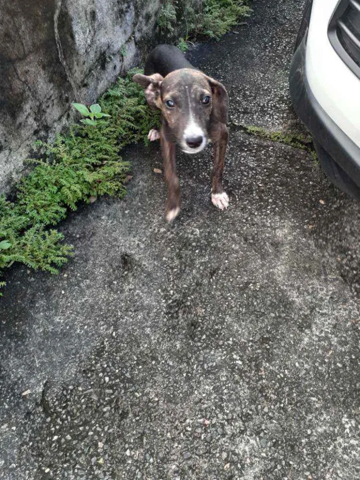 Cachorro ra a  idade 2 a 6 meses nome Sem nome