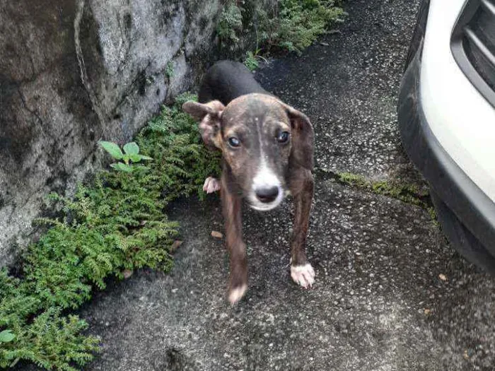 Cachorro ra a  idade 2 a 6 meses nome Sem nome