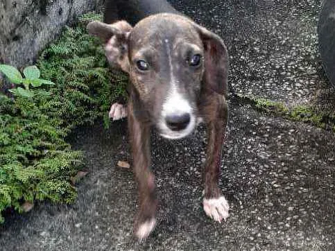 Cachorro ra a  idade 2 a 6 meses nome Sem nome 