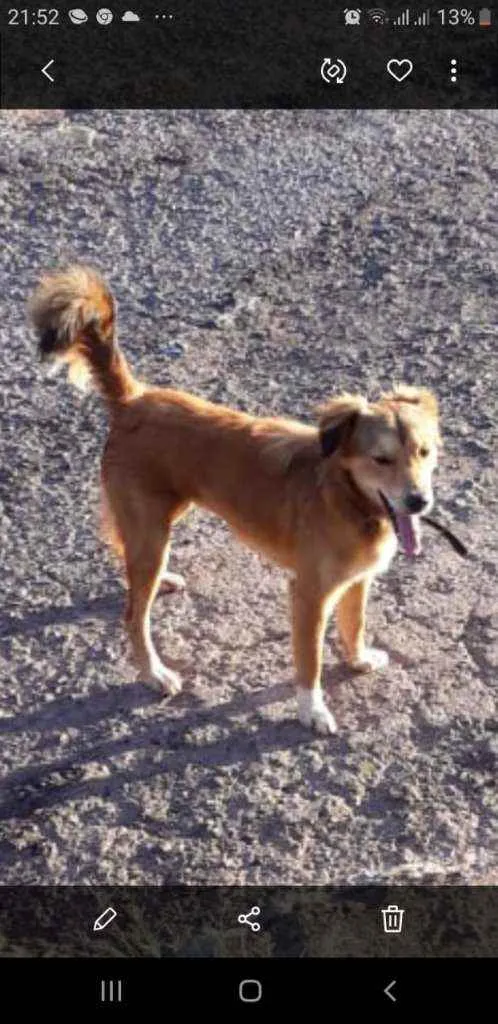 Cachorro ra a SRD idade 1 ano nome Belinha