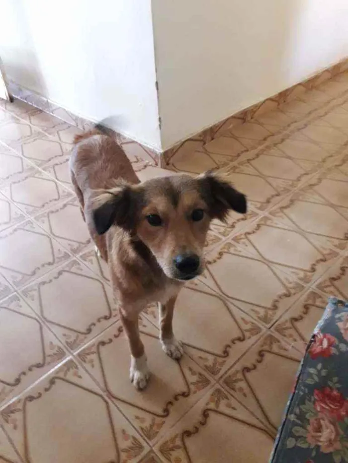Cachorro ra a SRD idade 1 ano nome Belinha