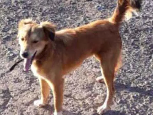Cachorro ra a SRD idade 1 ano nome Belinha