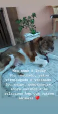 TEDDY