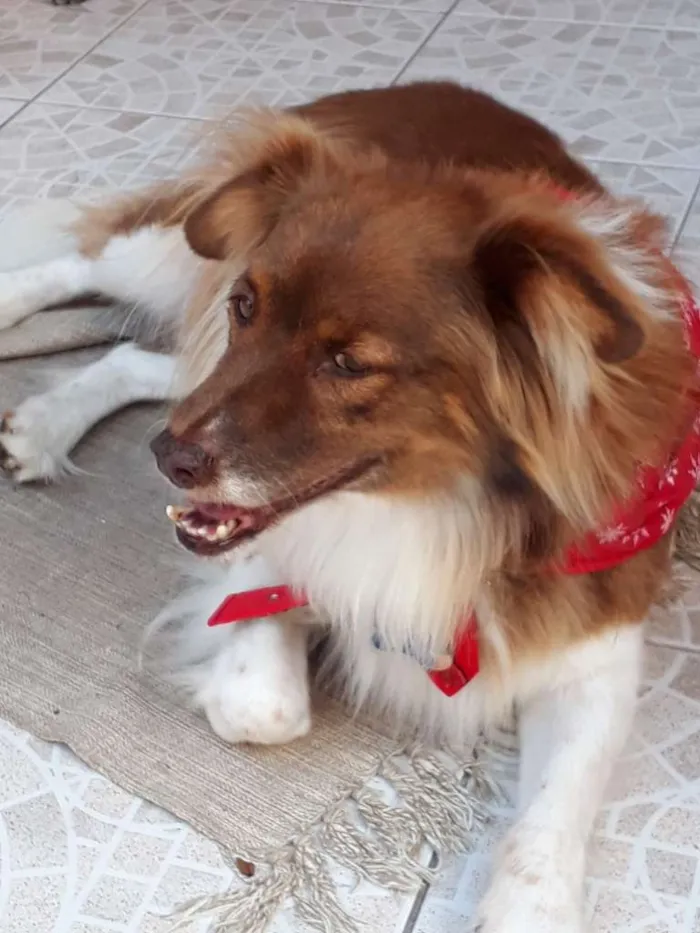 Cachorro ra a SRD idade 5 anos nome TEDDY
