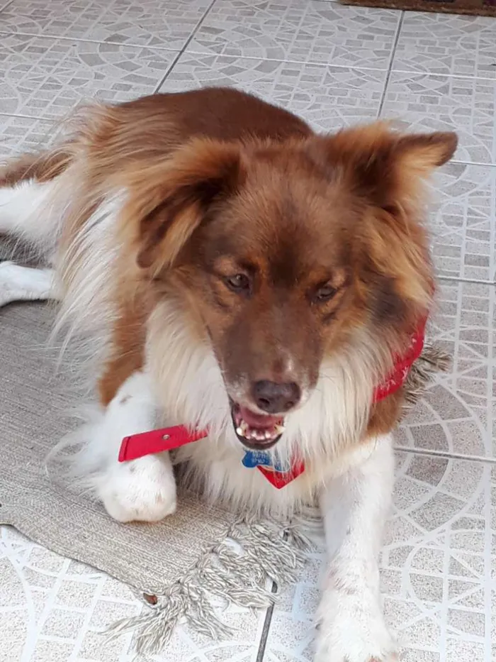 Cachorro ra a SRD idade 5 anos nome TEDDY