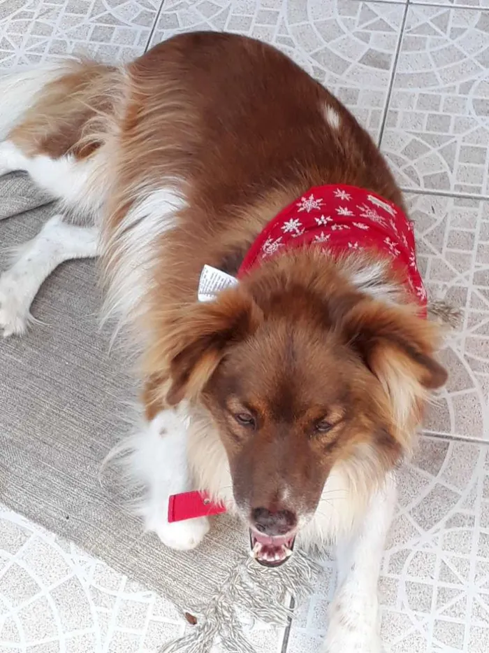 Cachorro ra a SRD idade 5 anos nome TEDDY