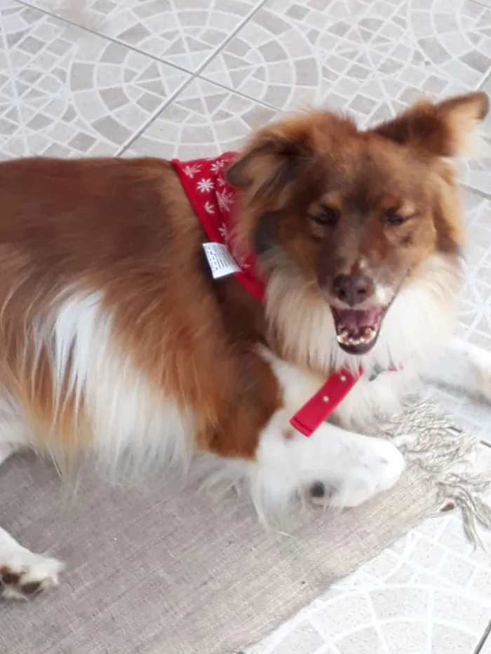 Cachorro ra a SRD idade 5 anos nome TEDDY