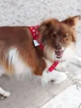TEDDY