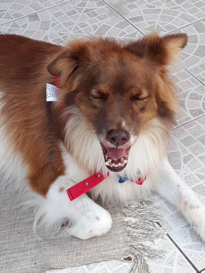 Cachorro ra a SRD idade 5 anos nome TEDDY
