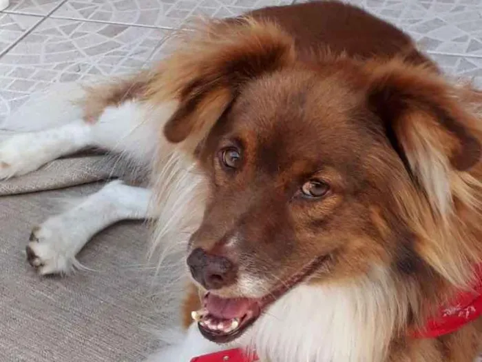 Cachorro ra a SRD idade 5 anos nome TEDDY