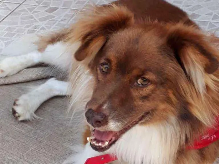 Cachorro ra a SRD idade 5 anos nome TEDDY
