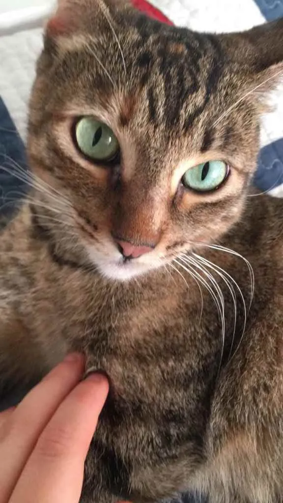 Gato ra a Srd idade 1 ano nome Hope