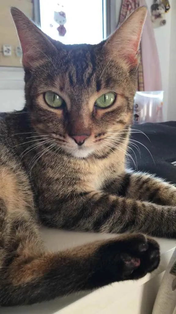 Gato ra a Srd idade 1 ano nome Hope