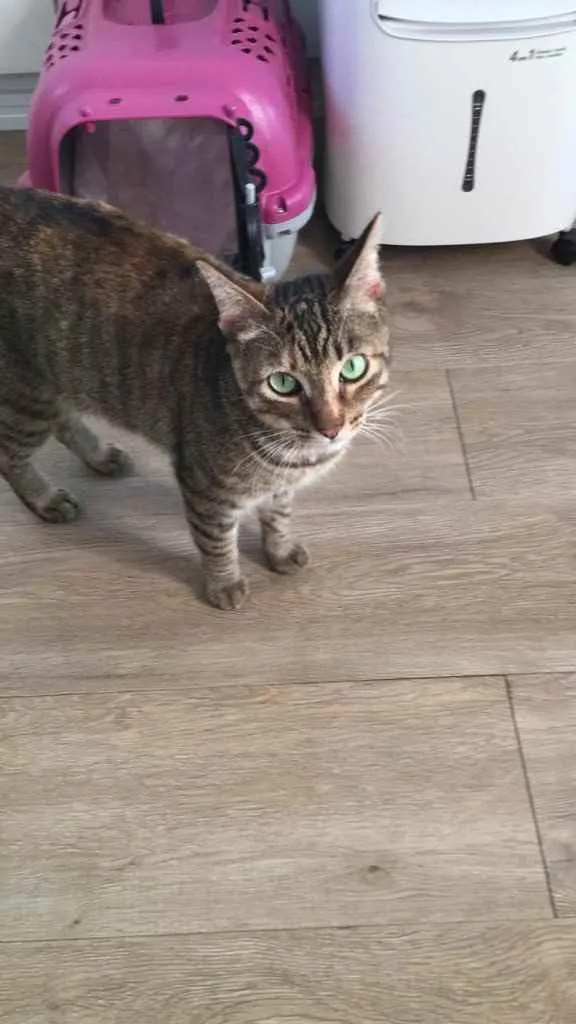 Gato ra a Srd idade 1 ano nome Hope