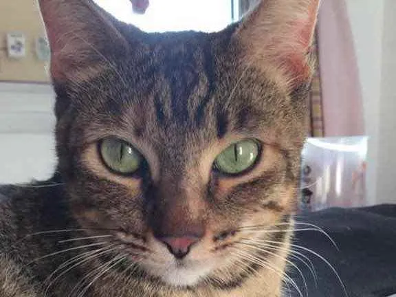 Gato ra a Srd idade 1 ano nome Hope