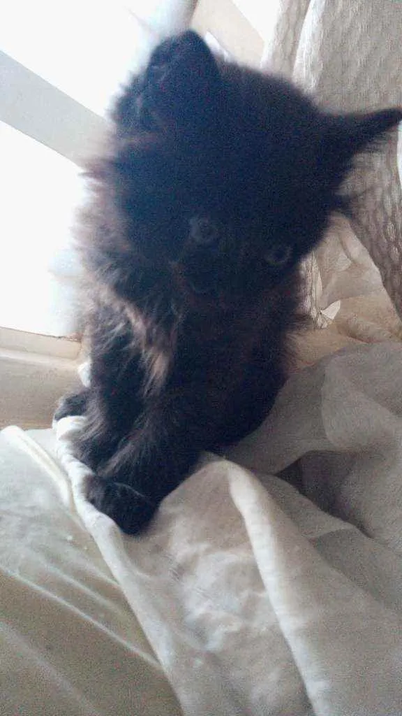 Gato ra a Siamês com viralata idade Abaixo de 2 meses nome Não possue nome aind