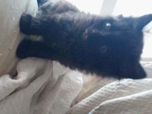 Gato raça Siamês com viralata idade Abaixo de 2 meses nome Não possue nome aind