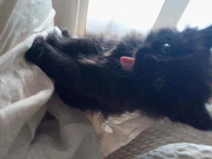 Gato raça Siamês com viralata idade Abaixo de 2 meses nome Não possue nome aind