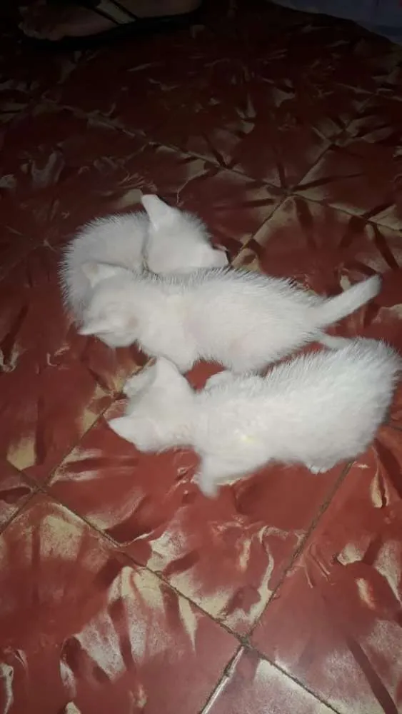 Gato raça Não sei idade Abaixo de 2 meses nome Sem nomes