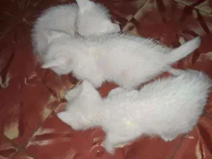 Gato raça Não sei idade Abaixo de 2 meses nome Sem nomes