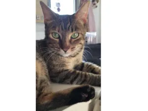 Gato raça Srd idade 1 ano nome Hope