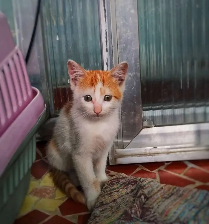 Gato ra a sem raça definidade idade 2 a 6 meses nome Filhote