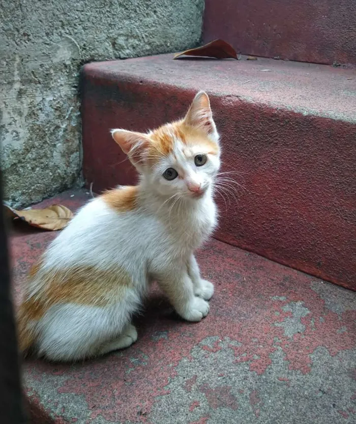 Gato ra a sem raça definidade idade 2 a 6 meses nome Filhote