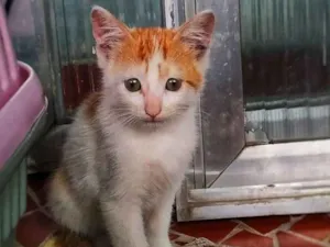 Gato raça sem raça definidade idade 2 a 6 meses nome Filhote