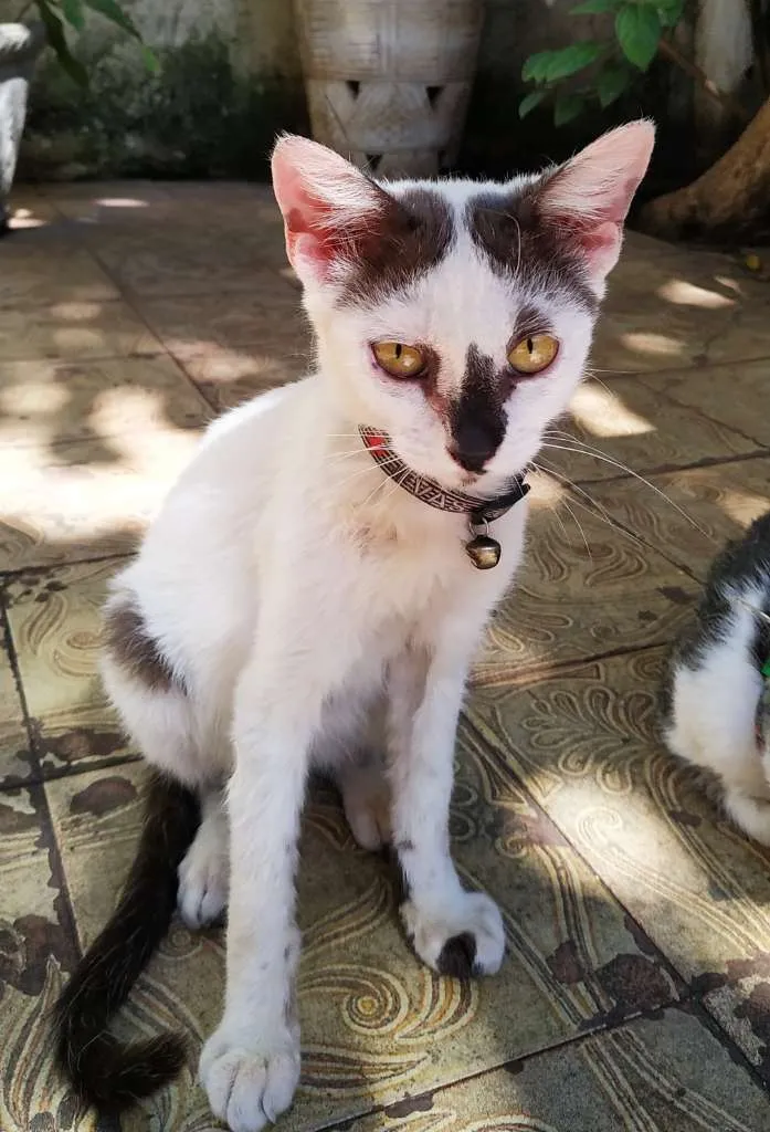 Gato ra a sem raça definida idade 7 a 11 meses nome Nino