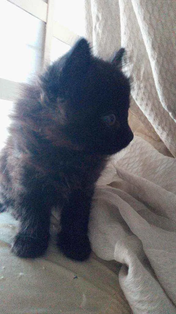 Gato ra a Siamês com viralata idade Abaixo de 2 meses nome não tem nome ainda