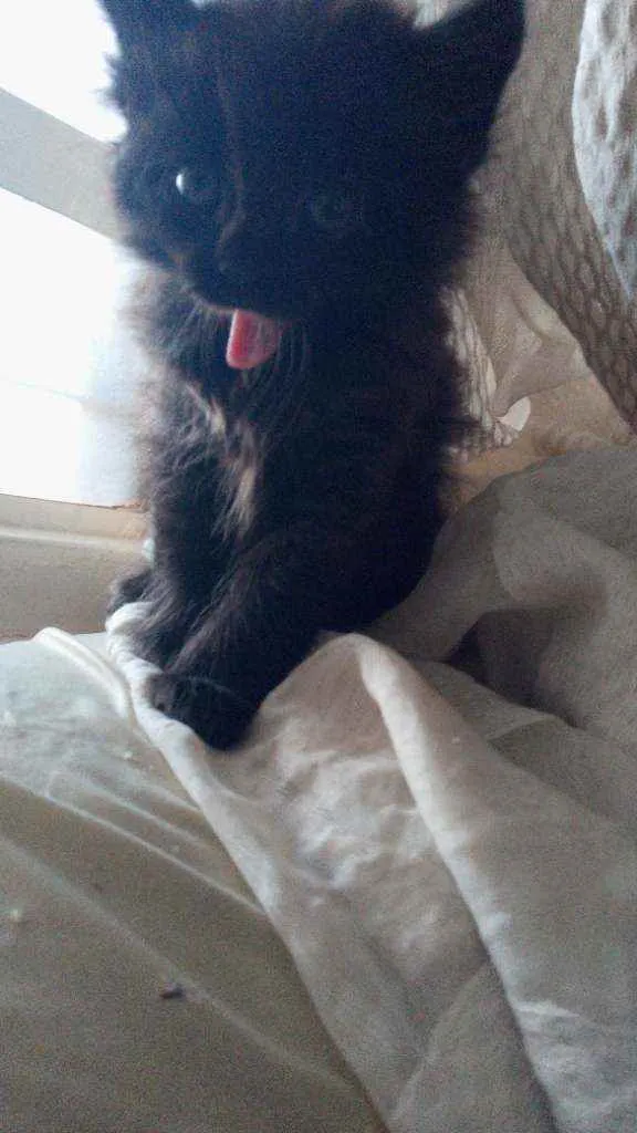 Gato ra a Siamês com viralata idade Abaixo de 2 meses nome não tem nome ainda