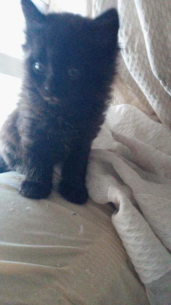 Gato ra a Siamês com viralata idade Abaixo de 2 meses nome não tem nome ainda