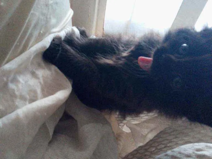 Gato ra a Siamês com viralata idade Abaixo de 2 meses nome não tem nome ainda