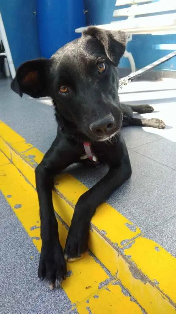 Cachorro ra a Srd idade 1 ano nome Mike