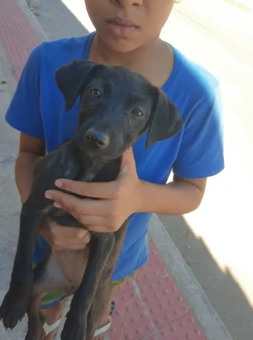 Cachorro raça SRD idade 7 a 11 meses nome Cães
